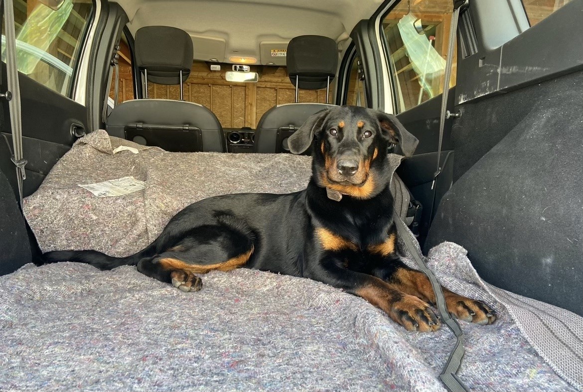 Beaucerons De L'Eden Des Boss